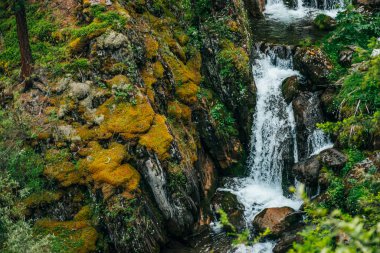 Zengin bitki örtüsü arasında ormanda güzel şelalesi olan manzaralı bir yer. Temiz kaynak suyu dağ yamacından akar. Dağ deresi ile atmosferik ahşap manzara. Kayalıklardaki yosun ve bitkiler.