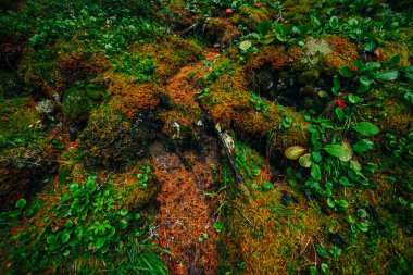 Yosunlu yosunlu yamaçta zengin bitki örtüsü olan güzel bir tayga. Dağ yosunlarının arasında yeşil kırmızı bergenia crassifolia yaprakları. Atmosferik yeşil orman arkaplanı ve taze yeşillik.