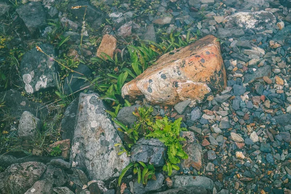 Přírodní Zázemí Zelené Vegetace Kamení Čisté Vodě Podvodní Flóra Zblízka — Stock fotografie