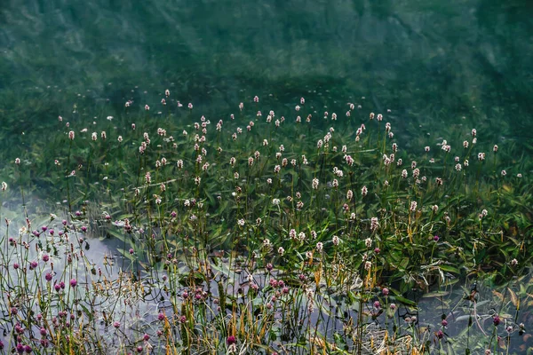 Багато Дрібних Квітів Чистій Воді Серед Підводних Зелених Трав Після — стокове фото