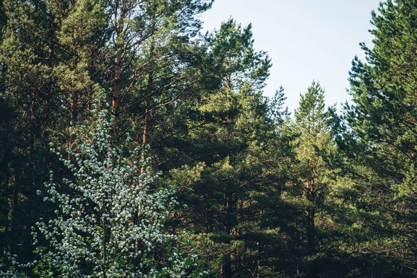 Szcenikus Táj Virágzó Fehér Irgával Fenyőerdőben Amelanchier Canadensis Erdő Hátterében — Stock Fotó