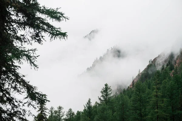 Geisterhafter Blick Durch Äste Und Dichten Nebel Auf Schöne Felsen — Stockfoto