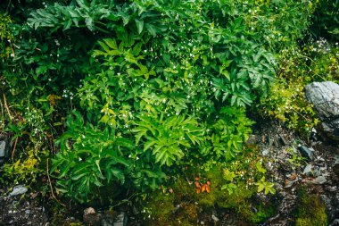 Kalın yosun ve yemyeşil bitkiler arasında berrak kaynak suyu akışına sahip manzara. Yosun tutmuş yosunlu yosunlu dağ deresi taze yeşillik ve bir sürü küçük çiçek. Zengin alp bitkisinin renkli arkaplanı.