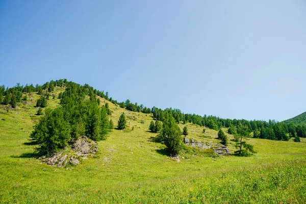 Herrliche Aussicht Auf Die Grüne Hügellandschaft Mit Nadelbäumen Unter Klarem — Stockfoto