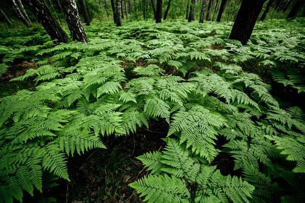 Los Helechos Densos Espesan Cerca Hermoso Fondo Natural Con Muchos —  Fotos de Stock