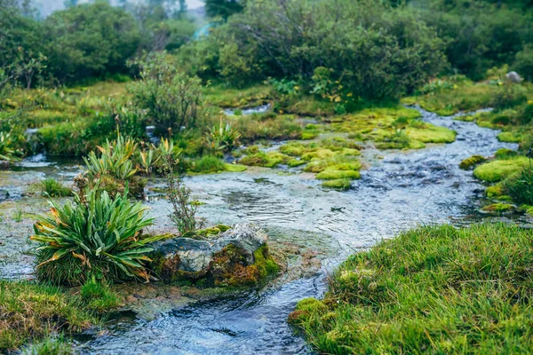 小さな渓流に緑豊かな植生と風景自然背景 小さな川で美しい高地の植物 豊かな高山の緑と温泉水と牧歌的な自然景観 鮮やかな野生植物 — ストック写真