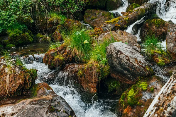 Scénická Krajina Divoké Krásné Flóře Malé Řece Lesích Úbočí Hory — Stock fotografie