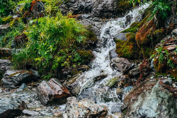 Fondo Escénico Con Arroyo Agua Manantial Clara Entre Musgo Grueso —  Fotos de Stock