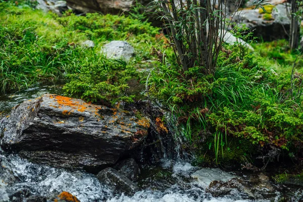 Belo Riacho Montanha Com Rica Flora Floresta Coníferas Pedra Com — Fotografia de Stock