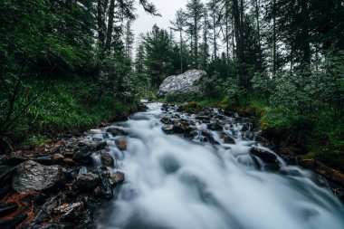 Hızlı dağ deresi karanlık ormanda akar. Sık çalılıklar ve kozalaklı ağaçların arasında taşra akıntısı. Küçük nehrin yanında büyük bir taş. Küçük nehrin hareketli, bulanık sularıyla orman manzarası