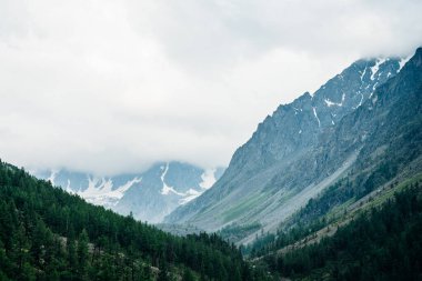 Bulutlu gökyüzünün altında, tepenin yamacındaki kozalaklı ormanın arkasında büyük, güzel bir buzul. Bulutlu havada, dev karlı kayalarda alçak bulutlar. Orman tepeleri ve kayalık dağlarla çevrili Atmosferik Alp manzarası.
