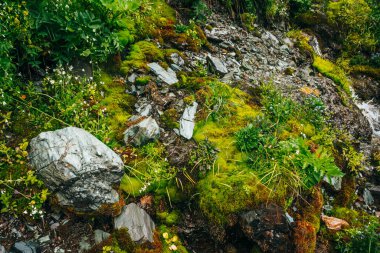 Yoğun yosun ve yemyeşil bitki örtüsü arasında berrak kaynak suyu akıntısı olan manzara. Yosun tutmuş yosunlu yosunlu dağ deresi taze yeşillik ve bir sürü küçük çiçek. Zengin alp bitkileriyle renkli bir manzara..
