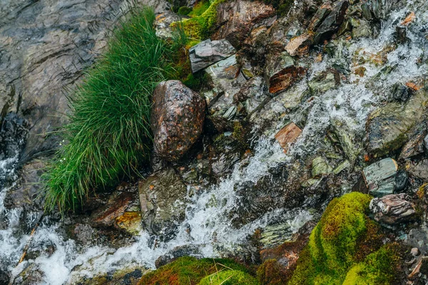 Naturskön Bakgrund Med Klar Källvattenström Bland Tjock Mossa Och Frodig — Stockfoto