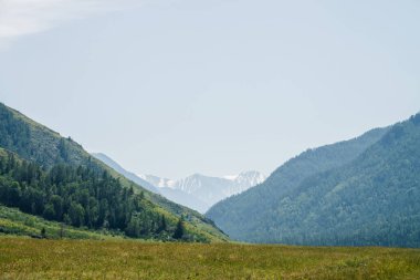 Büyük karlı dağları olan harika bir dağ manzarası kozalaklı ormanı ve yeşil çayırı olan dev bir dağ. Kayalık tepedeki büyük buzullar sisli mesafede. Dağlık doğanın güzel manzarası.