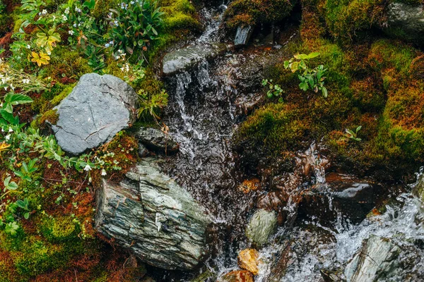 Landschaftlich Reizvoller Hintergrund Mit Klarem Quellwasser Zwischen Dichtem Moos Und — Stockfoto
