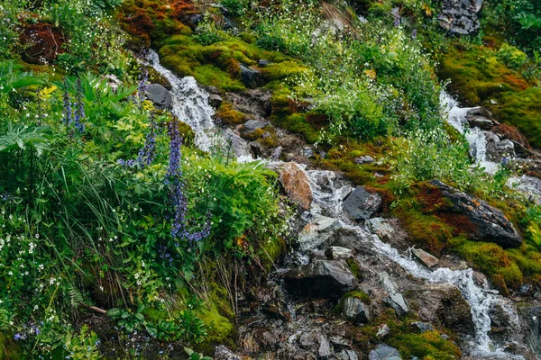 Paisagem Cênica Com Fluxo Água Nascente Clara Entre Musgo Grosso — Fotografia de Stock