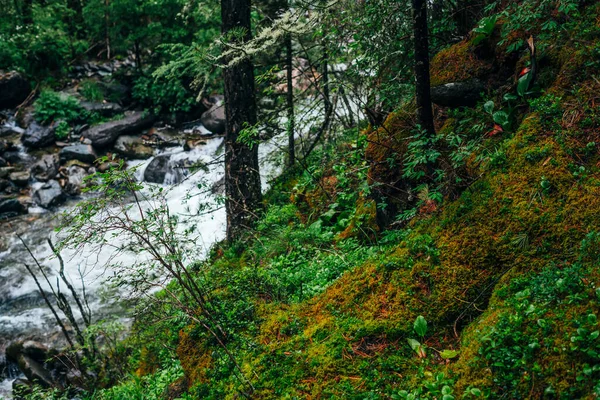 Vivid Scenery Forest Freshness Rich Greenery Mossy Cliff Mountain River — Stock Photo, Image