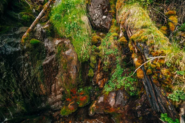 Beautiful Wet Mossy Rocks Vivid Greenery Close Colorful Nature Background — Stock Photo, Image