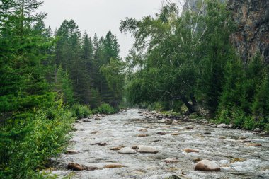 Ağaçlar ve zengin bitki örtüsü arasında berrak sularda bir sürü kayanın bulunduğu dağ deresine güzel bir manzara. Atmosferik orman manzarası, yüksek kayaların yakınındaki yeşillikler arasında dağ nehri. Manzaralı doğa manzarası.
