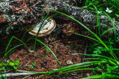Devrilmiş huş ağacında büyük beyaz çoklu gözenekler yetişir. Ağaç gövdesindeki beyaz mantar zengin orman bitkileri arasında yakın plan. Fomes fomentarius yeşil otların arasında kabukta. Çokgözenekli doğa arkaplanı