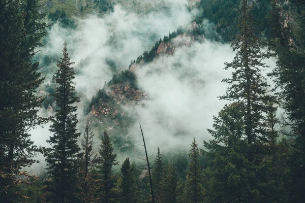 多雾的多雾的风景 在低云的针叶树后面是一座岩石山 在岩石间浓雾中的大气幽灵般的森林 高山上神秘的风景 老字号 老字号 — 图库照片