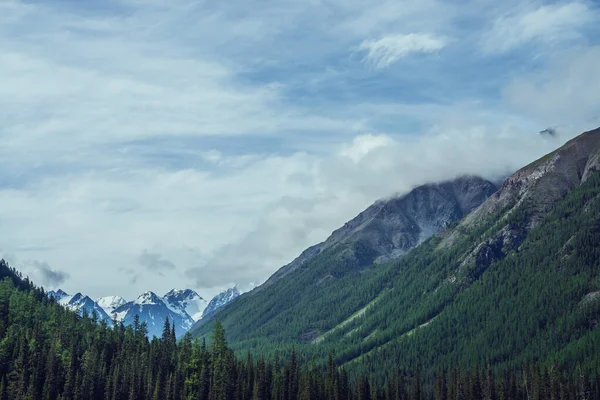 Sfeervol Natuurlandschap Met Prachtige Besneeuwde Bergen Achter Naaldbos Onder Bewolkte — Stockfoto