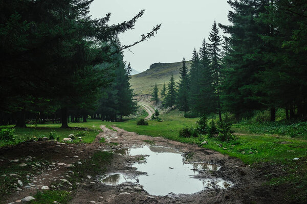 Dark atmospheric forest landscape with puddle on dirt road. Gloomy coniferous forest in mountains in rainy weather. Landscape of dark woods on background of rocky hill. Woody scenery in rainy weather.