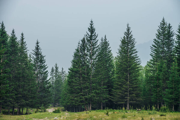 Atmospheric green forest landscape with firs in mountains. Minimalist scenery with edge coniferous forest and rocks in light mist. View to conifer trees and rocks in light haze. Mountain woodland.