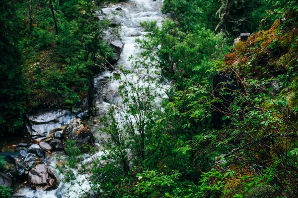 Яскраві Пейзажі Лісової Свіжості Багата Зелень Моховинному Скелі Над Гірською — стокове фото