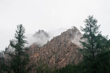 Dallar ve yoğun sisten güzel kayalıklara hayalet manzarası. Ağaçlı, kayalık dağların arasında alçak bulutlar. Alp atmosferinden bulutlu gökyüzündeki büyük uçuruma. Minimalist İskoçya manzarası