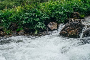 Dağ nehrinin su tabancasında büyük taşlar olan güzel bir manzara. Dağ deresindeki kayalar arasında akıntılı güçlü bir su akıntısı. Dağlık derede kayaların arasında hızlı akış. Küçük nehir yakınlaşması
