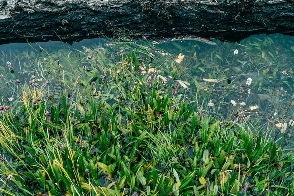 Tronco Árbol Caído Podrido Flota Aguas Tranquilas Cerca Costa Con —  Fotos de Stock