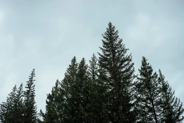 Silhouettes Fir Tops Cloudy Sky Background Atmospheric Minimal Forest Scenery — Stock Photo, Image