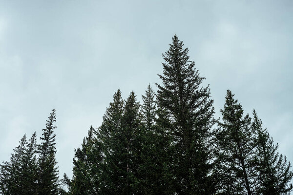 Silhouettes of fir tops on cloudy sky background. Atmospheric minimal forest scenery. Tops of green conifer trees against gray overcast sky. Nature backdrop with firs and sky. Woody mystery landscape.