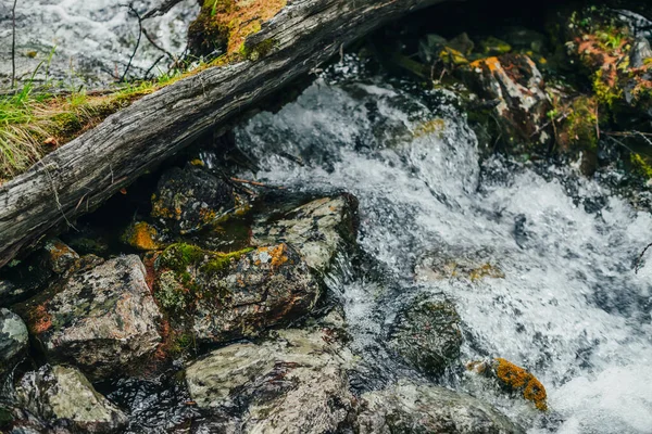 森の豊かな植物の間で美しい山の小川 小さな川で苔むしたログと大気の風景 渓流のカスケードで苔と倒木の幹 森の中の馬と高速ストリーム — ストック写真