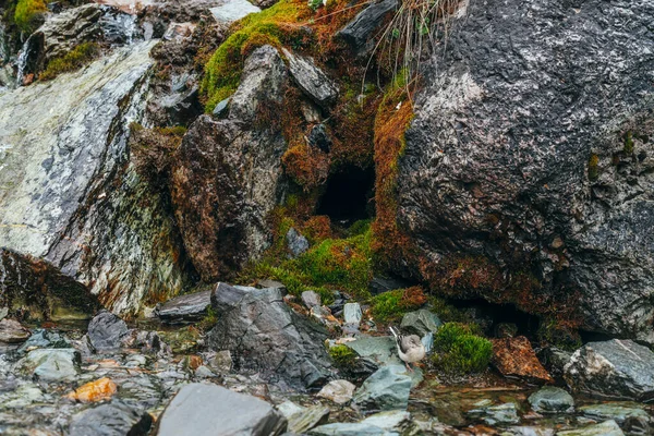 Agujero Roca Musgosa Primer Plano Fondo Rocoso Escénico Con Pequeña —  Fotos de Stock