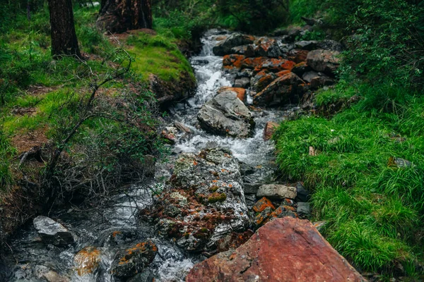 Belo Riacho Montanha Com Muitas Pedras Entre Flora Rica Floresta — Fotografia de Stock