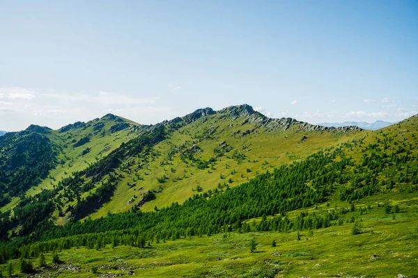 Зеленый Горный Пейзаж Ярко Зеленым Склоном Горы Хвойным Лесом Большими — стоковое фото