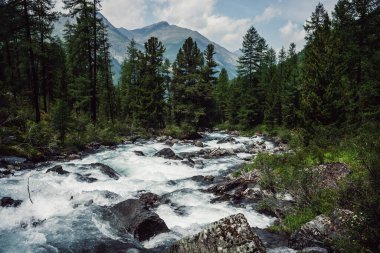 Güçlü dağ nehri ormandan akıyor. Hızlı nehirde masmavi suyu olan güzel bir dağ manzarası. Nehir akıntılarının donmuş hareketi. Dağların görkemli doğası. Aqua türbülansı.
