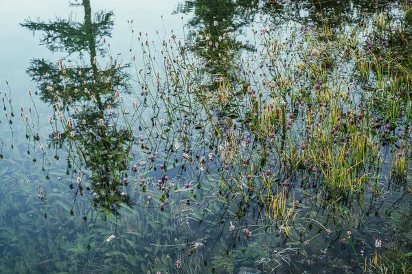 Natureza Fundo Vegetação Verde Pedras Águas Claras Verdura Fundo Lago — Fotografia de Stock