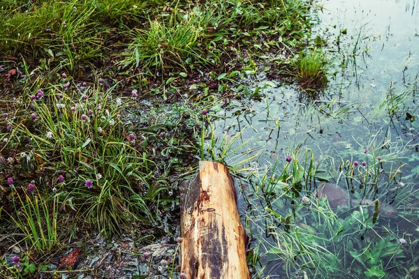 腐烂的倒下的树干漂浮在平静的水面上 岸边有丰富的植物 茂密的植物中 水中漂流着美丽的浮木 山湖特写中带有木制原木 花卉和草木的自然背景 — 图库照片