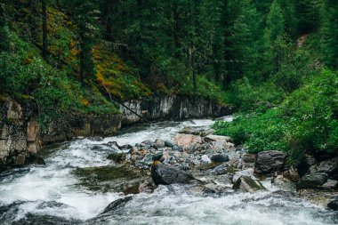 Atmosferik yeşil orman manzarası ve kayalık vadide dağ deresi. Vahşi nehri olan güzel gizemli tayga. Orman tazeliğinin canlı manzarası. Dağ nehri boyunca yosunlu kayalıklarda zengin yeşillik.