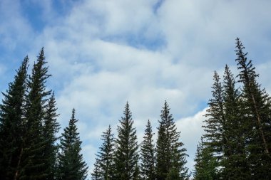 Bulutların arkaplanındaki köknar siluetleri. Atmosferik asgari orman manzarası. Bulutlu mavi gökyüzüne karşı yeşil kozalaklı ağaçların tepeleri. Gökyüzü ve gök kubbeleri olan doğa arkaplanı. Woody 'nin gizemli manzarası.