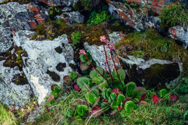 Bergenia crassifolia 'nın güzel pembe çiçekleri yemyeşil yakın plan arasında. Kayaların arasındaki renkli zengin dağ bitkisi. Yosun ve liken taşları yakın plan. Badan geniş yaprakları taşların arasında çiçek açıyor..