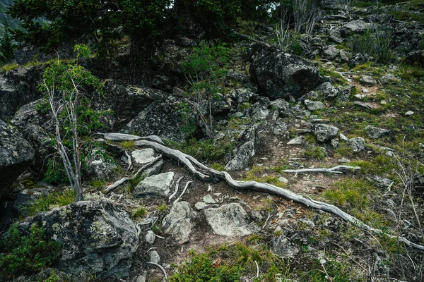 Sentier Racinaire Entre Les Rochers Pour Randonnée Montagne Gros Plan — Photo