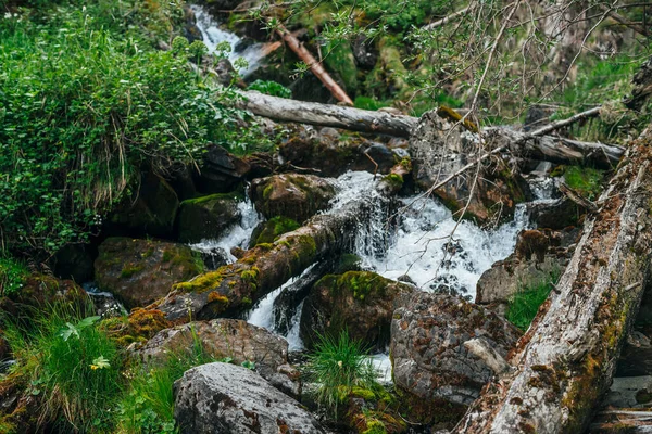 Paisagem Cênica Flora Bonita Selvagem Pequeno Rio Florestas Montanha Troncos — Fotografia de Stock