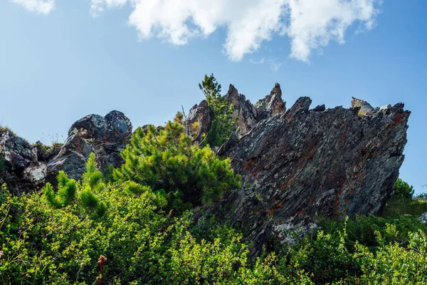 아름다운 돌에이끼와이끼 아래있는 푸르른 초목들 사이에 커다란 이무성 가운데 바위가 — 스톡 사진
