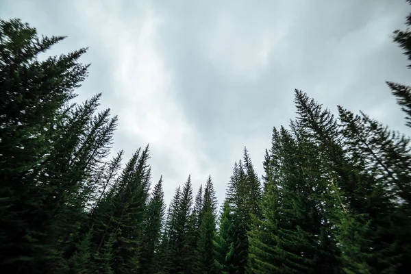 Silhouette Sfocate Cime Abete Sfondo Cielo Nuvoloso Atmosferico Scenario Forestale — Foto Stock