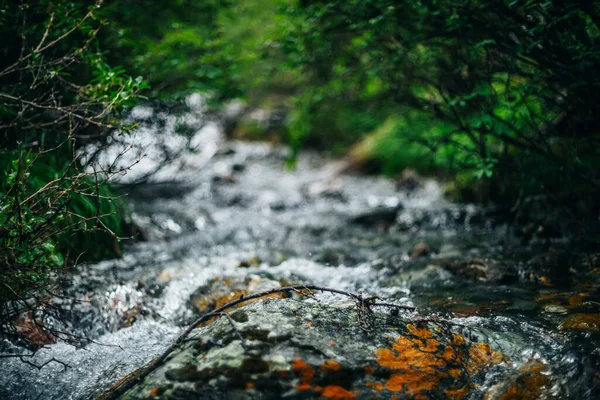 Горный Ручей Богатой Флорой Лесу Большой Камень Мхами Лишайниками Блестящем — стоковое фото
