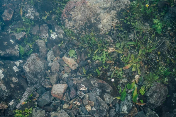 Přírodní Zázemí Zelené Vegetace Kamení Čisté Vodě Podvodní Flóra Zblízka — Stock fotografie